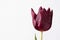 Burgundy tulip on a white background.