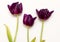 Burgundy tulips