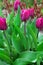 Burgundy tulips as the background