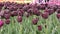 Burgundy tulips in the garden