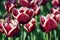 Burgundy tulips with white fringe.