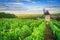 Burgundy Vineyard  - France