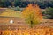Burgundy, vineyards and landscape in autumn.