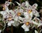 Burgundy And White Oncidium Orchid