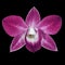 Burgundy white orchid flower isolated black background. Flower bud close-up