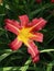 Burgundy And Yellow Daylily In Bloom