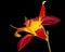 Burgundy-yellow flower of daylily, lat.Hemerocallis, isolated on black background