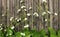 Burhead, Texas Mud Baby Flower on wooden floor