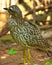 Burhinus capensis (Spotted thick-knee , Spotted dikkop)