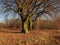 Burial mound with Beech trees in winter