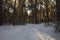 Buried under the snow forest road