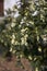 Burkwood Osmanthus shrub in bloom
