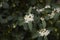 Burkwood Osmanthus shrub in bloom