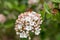 Burkwood Viburnum burkwoodii, cluster of budding flowers