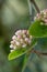 Burkwood Viburnum burkwoodii, cluster of buds