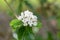 Burkwood Viburnum burkwoodii, cluster of pinkish-white flowers