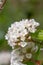Burkwood Viburnum burkwoodii, white scented flowers