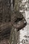 Burl on birch tree trunk, close up