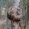 Burl on cherry tree