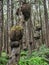 Burl growing on a tree in the rainforest