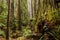 Burl on an moss covered old-growth redwood tree Sequoia sempervirens in a northern california forest