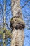 Burl on oak tree trunk on blue sky background