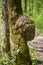 Burl on a tree, covered with moss and a creeper