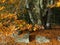 The burly beech tree on the edge of a forest with colored leaves in fall 2