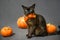 Burma cat on Halloween, portrait of brown Burmese cat with orange ribbon and pumpkins