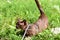 Burma cat with leash walking outside. Burmese cat wearing harness goes on grass