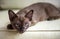 Burma cat lying on coach, cute brown Burmese kitten looking at camera indoor. Portrait of playful Burmese European cat about 3