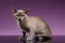 Burma Cat Sits and Looking in Camera on purple