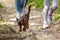 Burma cat wearing harness and its owner in summer forest or park, young brown cat with leash and child go on path