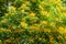 Burma padauk or Pterocarpus macrocarpus flower tree