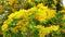 Burma padauk tree yellow flowers blooming in the summer