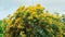 Burma padauk yellow tree flowers blooming and swing by wind