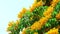 Burma padauk yellow tree flowers blooming and swing by wind blue sky