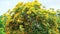Burma padauk yellow tree flowers blooming and swing by wind blur sky