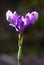 Burmannia disticha wild flower in rain forest