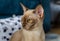 Burmese 4 months female chocolate / champagne cat staring sitting on blue carpet at apartment. Young pure breed burmese cat