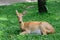 Burmese brow-antlered deer