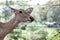 Burmese brow-antlered deer or Rucervus eldii, thamin in thailand.