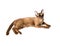 Burmese cat banner