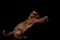 Burmese Cat isolated on black background