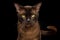 Burmese Cat isolated on black background