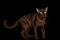 Burmese Cat isolated on black background