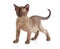 Burmese cat kitten on white