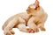 Burmese cat kitty color chocolate, is a breed of domestic cat, originating in Thailand, believed to have its roots near the