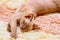 Burmese cat kitty color chocolate, is a breed of domestic cat, originating in Thailand, believed to have its roots near the