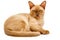 Burmese cat kitty color chocolate, is a breed of domestic cat, originating in Thailand, believed to have its roots near the